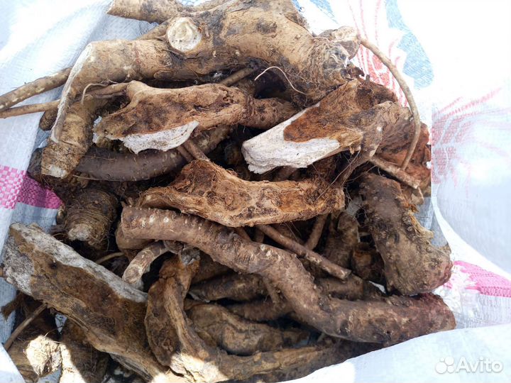 Корень хрена