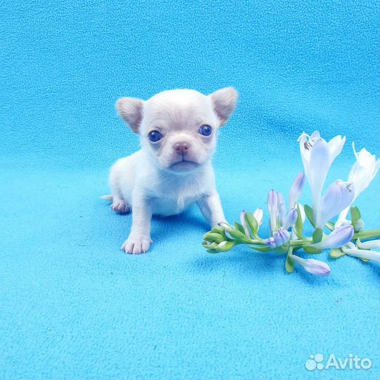 Щенки чихуа.Питомник