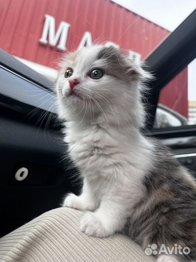 Вислоухая кошечка