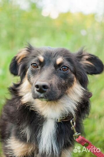 Собака из приюта в добрые руки