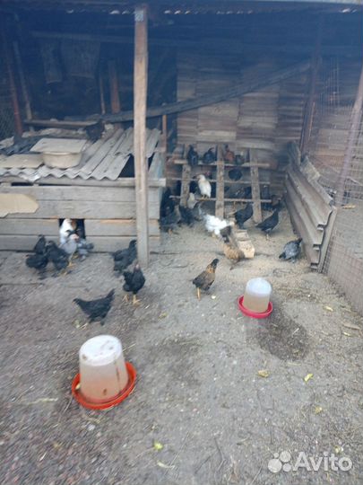 Цыплята суточные 100, полуторомесячные по150