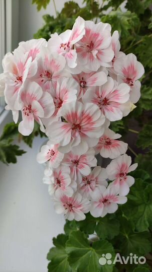 Пеларгония Lovely Wera