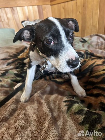 Щенок девочка в добрые руки