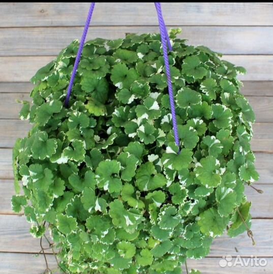 Рассада. Будра вариегатная