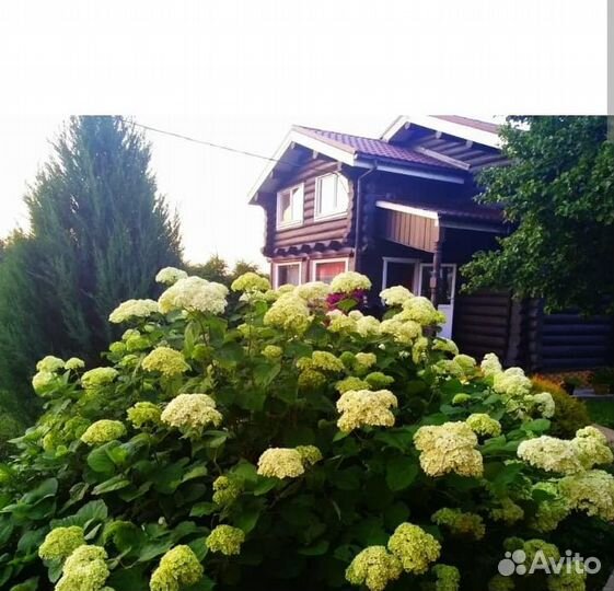 Гортензия древовидная