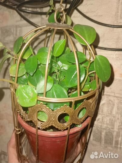 Пеперомия мелколистная ампельная