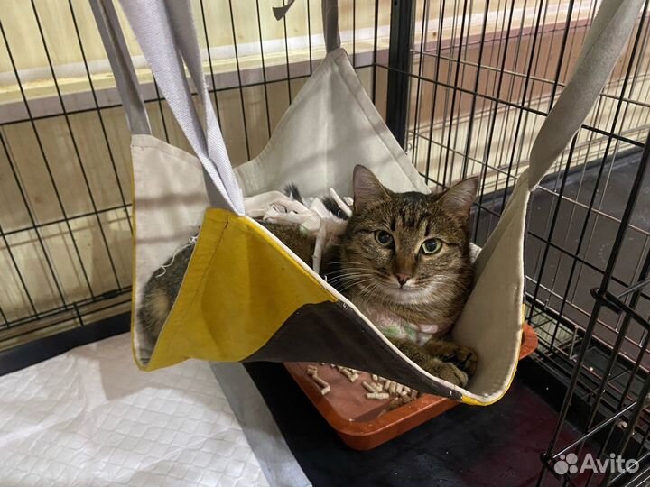 Гамак для кошек