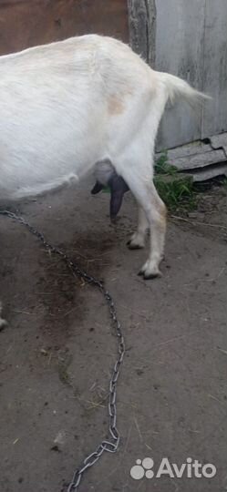 Коза молочная дойная альпийская
