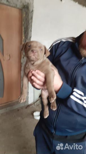 Собаки щенки американский Питбуль