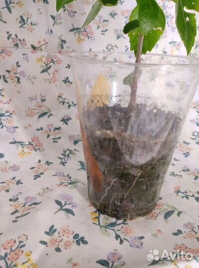 Гибискус / китайская роза