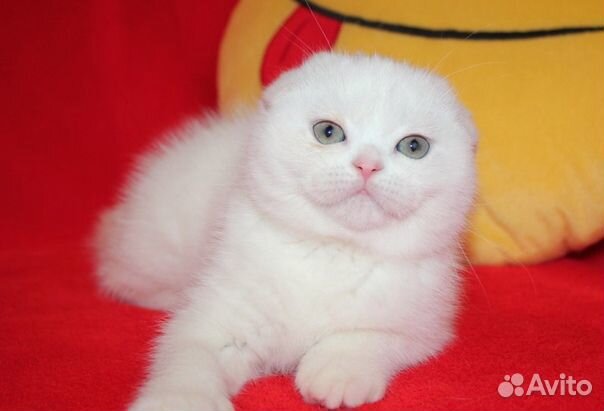 Клубная белоснежная голубоглазая шотландка