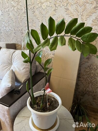 Замиокулькас и другие цветы