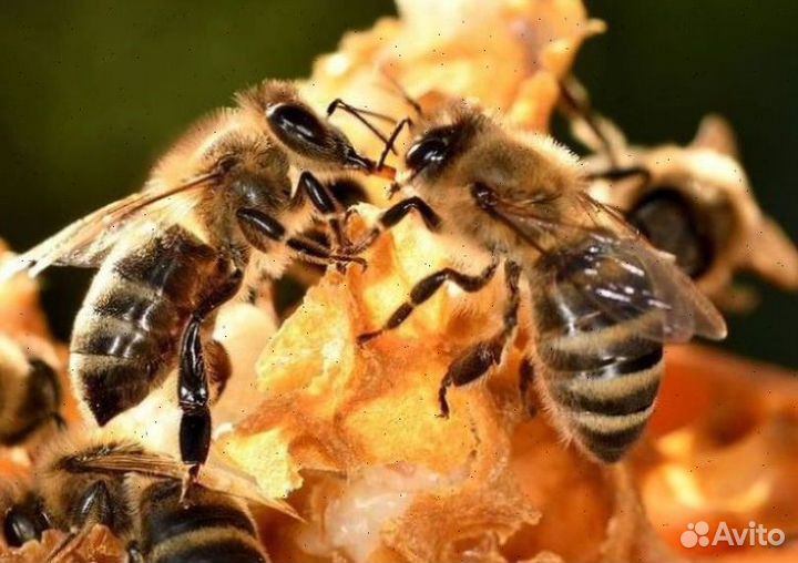 Пчелопакеты Карника