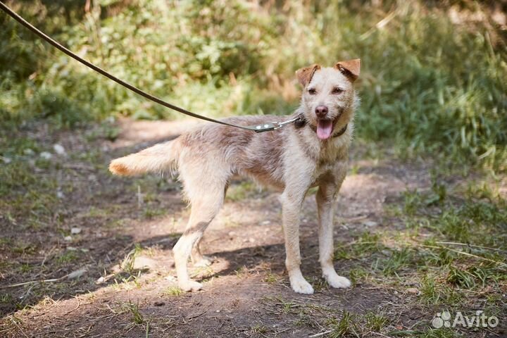 В добрые руки симпатяга Тайсон