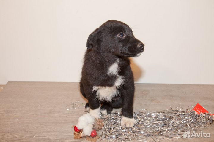 Щенки метисы