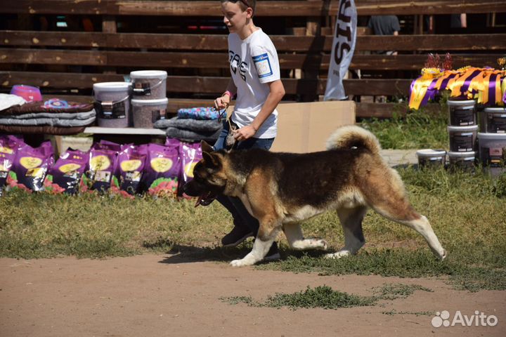 Американская акита