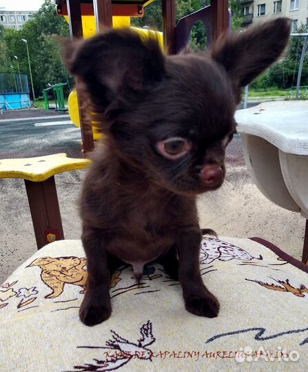 Щенки чихуахуа мальчики