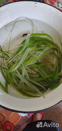 Растения для аквариума бесплатно