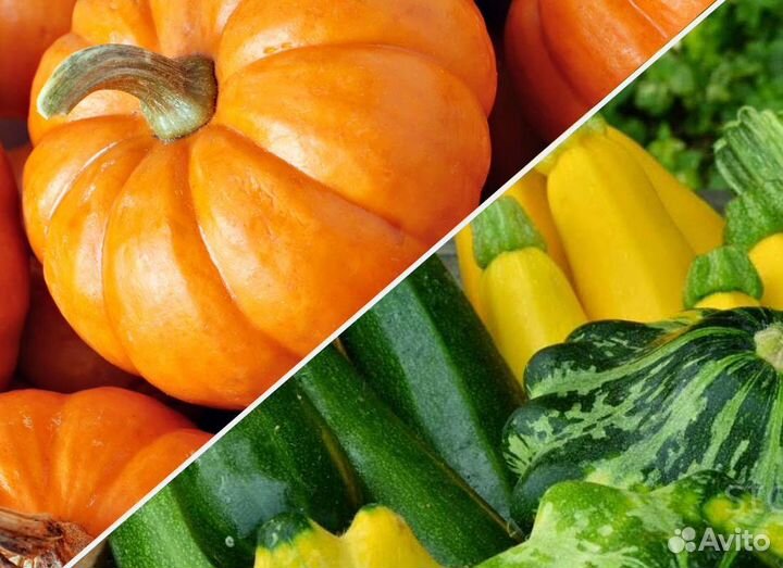 Лук репчатый 30 кг. Тыква 23 кг и кабачки 20 кг
