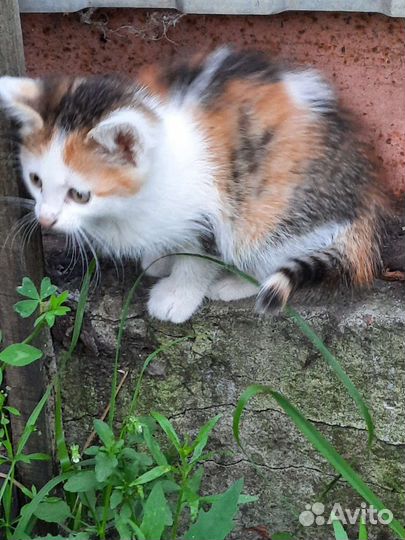 Кошка в дар