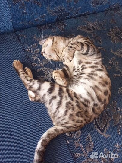 Бенгальский кот вязка