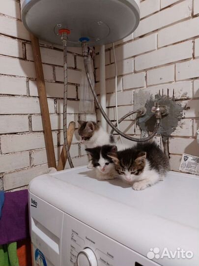 Котята в добрые руки бесплатно