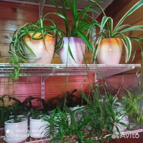 Пеларгония (герань) плющелистная