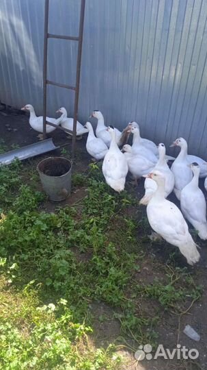 Индоутки тяжелой линии Гримо