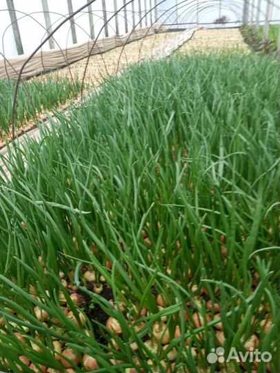 Зелень лука