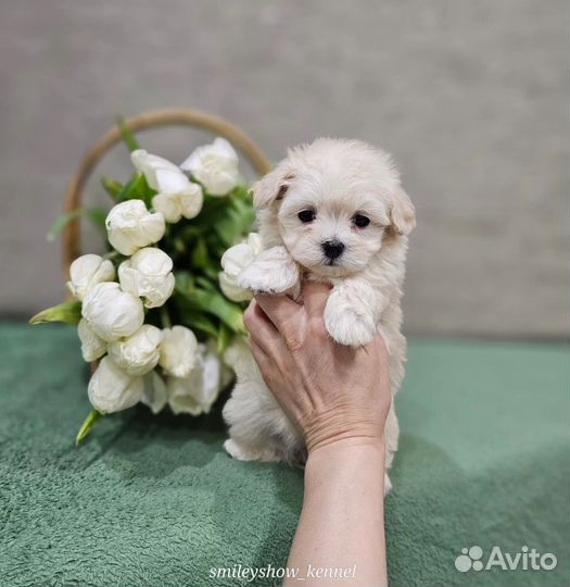 Maltipoo F1 мини девочка