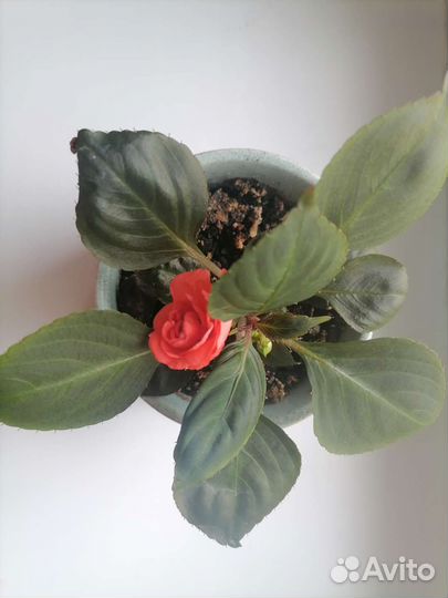 Цветок любви