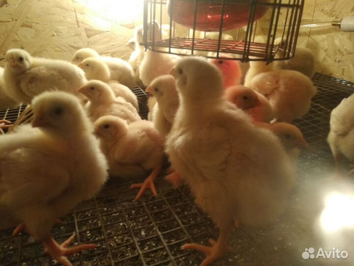 Цыплята бройлеры суточные подрощеные