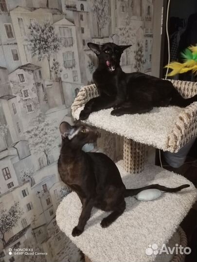 Шоколадные ориенталы