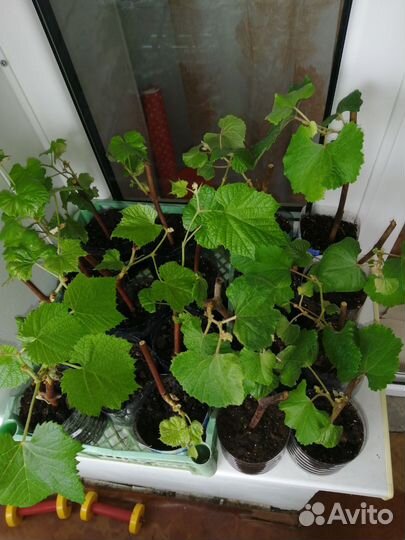 Саженцы винограда