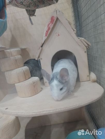 Шиншиллы и домик-витрина