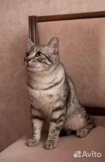 В добрые руки