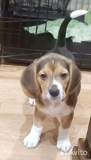 Щенки бигль