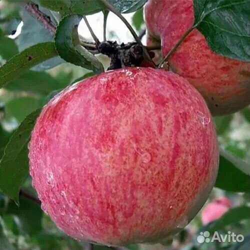 Яблоня Осеннее полосатое-великолепный сорт