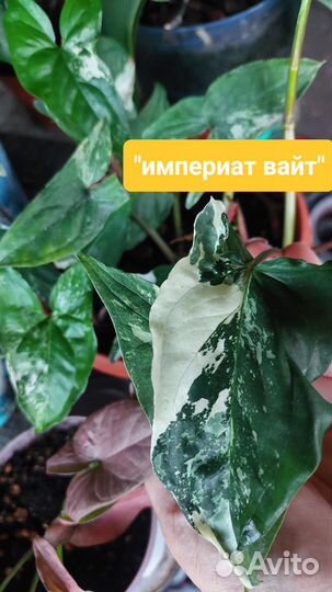 Сингониумы сортовые