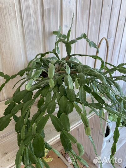 Декабрист шлюмбергера