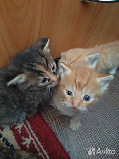 Кошка в дар