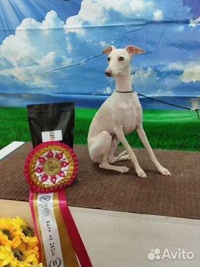 Собака левретка