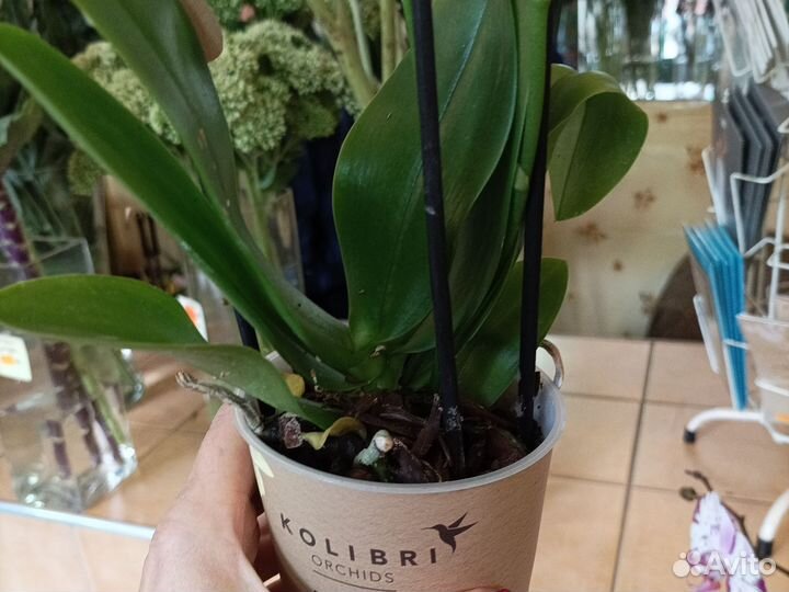 Орхидея фаленопсис мульти флора 2 ст