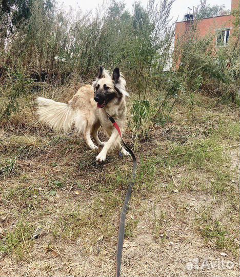 Пушок мечтает о семье