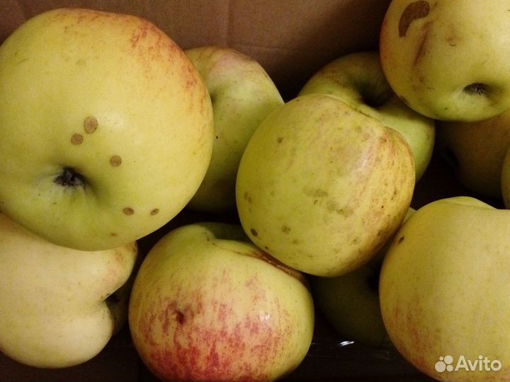 Яблоки домашние на сок и хранение