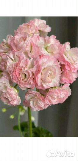 Та эммануэль пеларгония