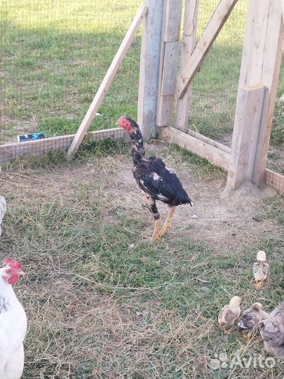 Бойцовые петухи