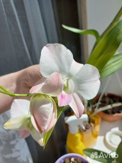 Орхидея дендробиум