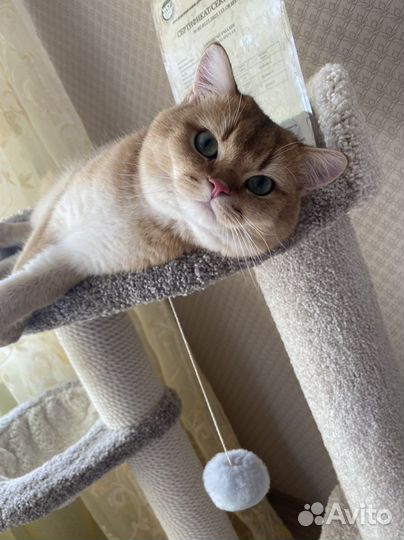 Шотландский кот на вязку