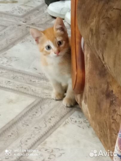 Котята в добрые руки